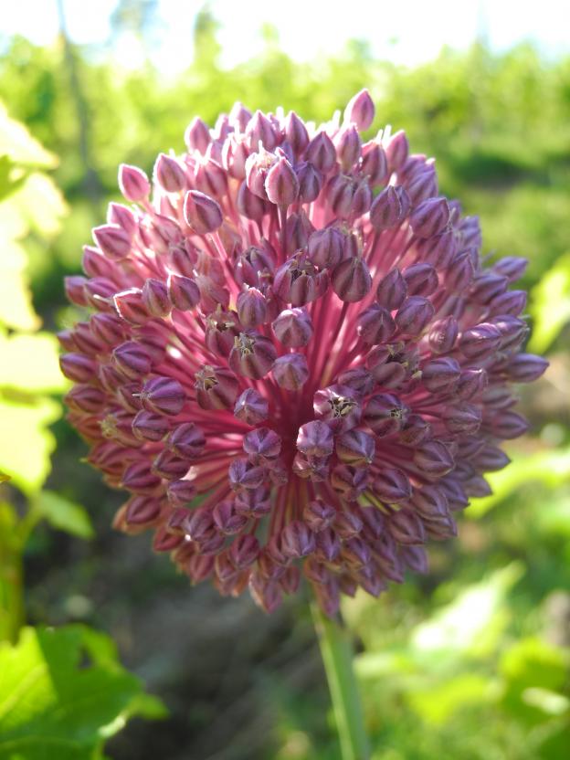 fleur globulaire de l'oignon sauvage
