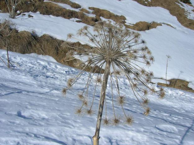 Flore d'hiver dans les Pyrénées